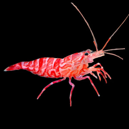 KEUKENTHALS CLEANER SHRIMP