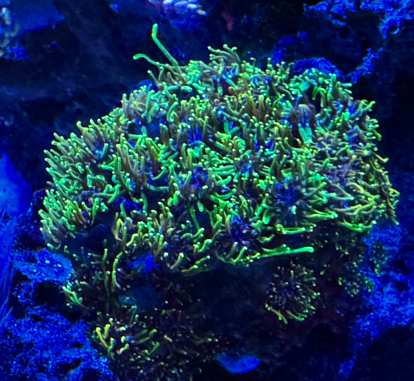 Galaxea coral colony