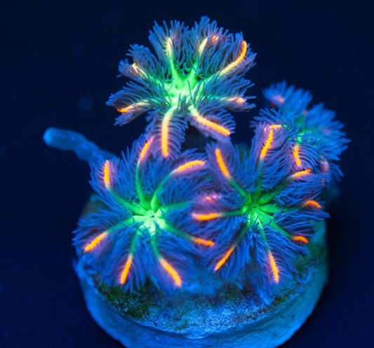 Firework glove polip Frag