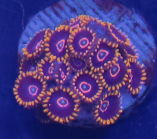 Red hornets zoa Frag