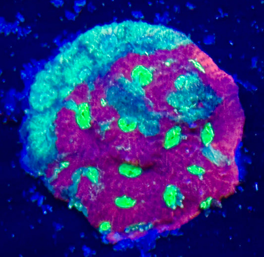 War favite Frag