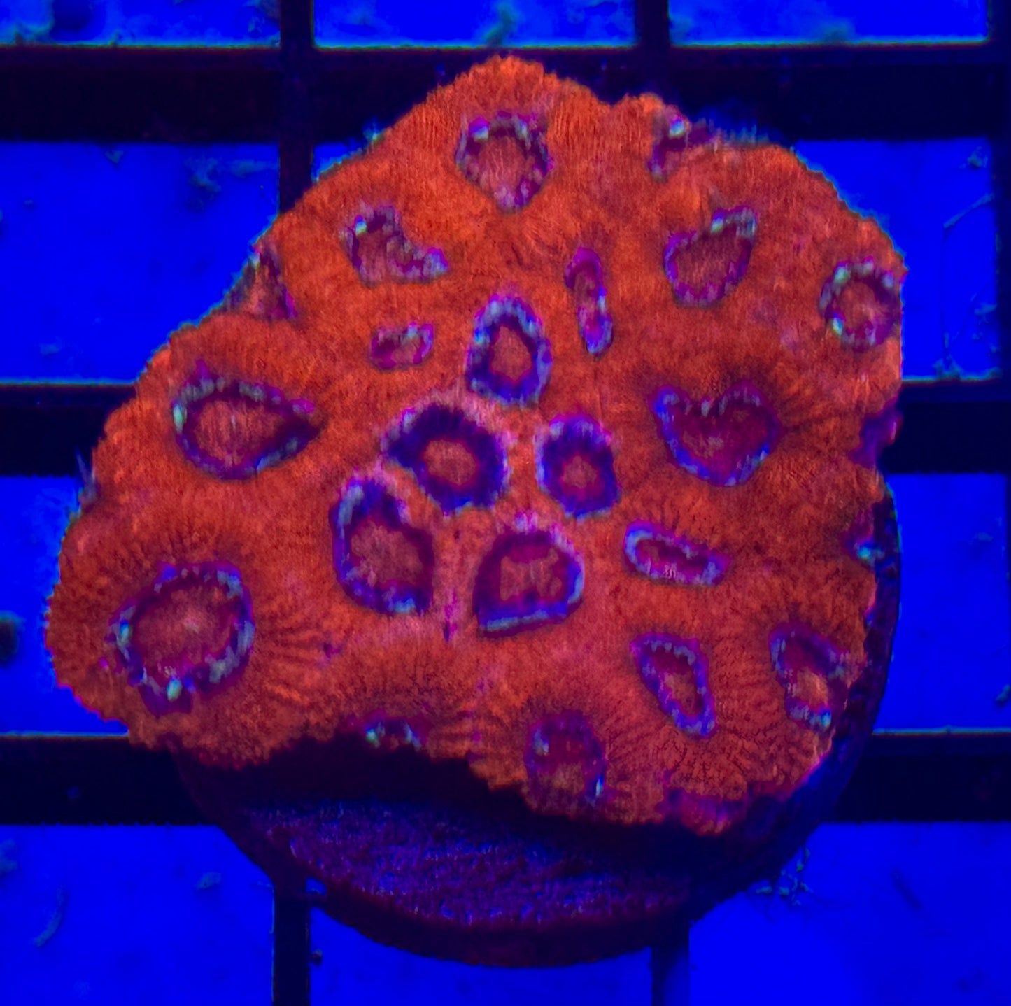 Ultra red Micromussa Frag