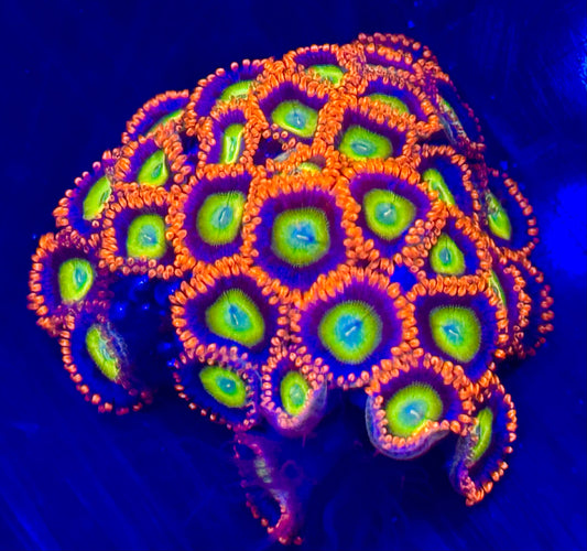 Circus freak zoas