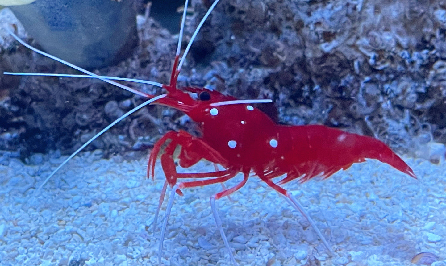 Red fire shrimp