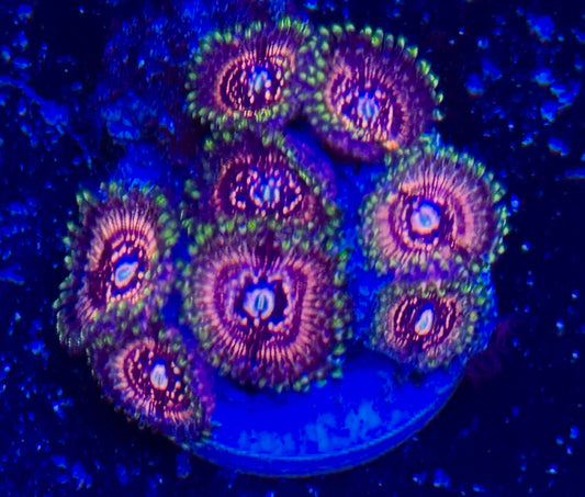 Ultra zoa Frag