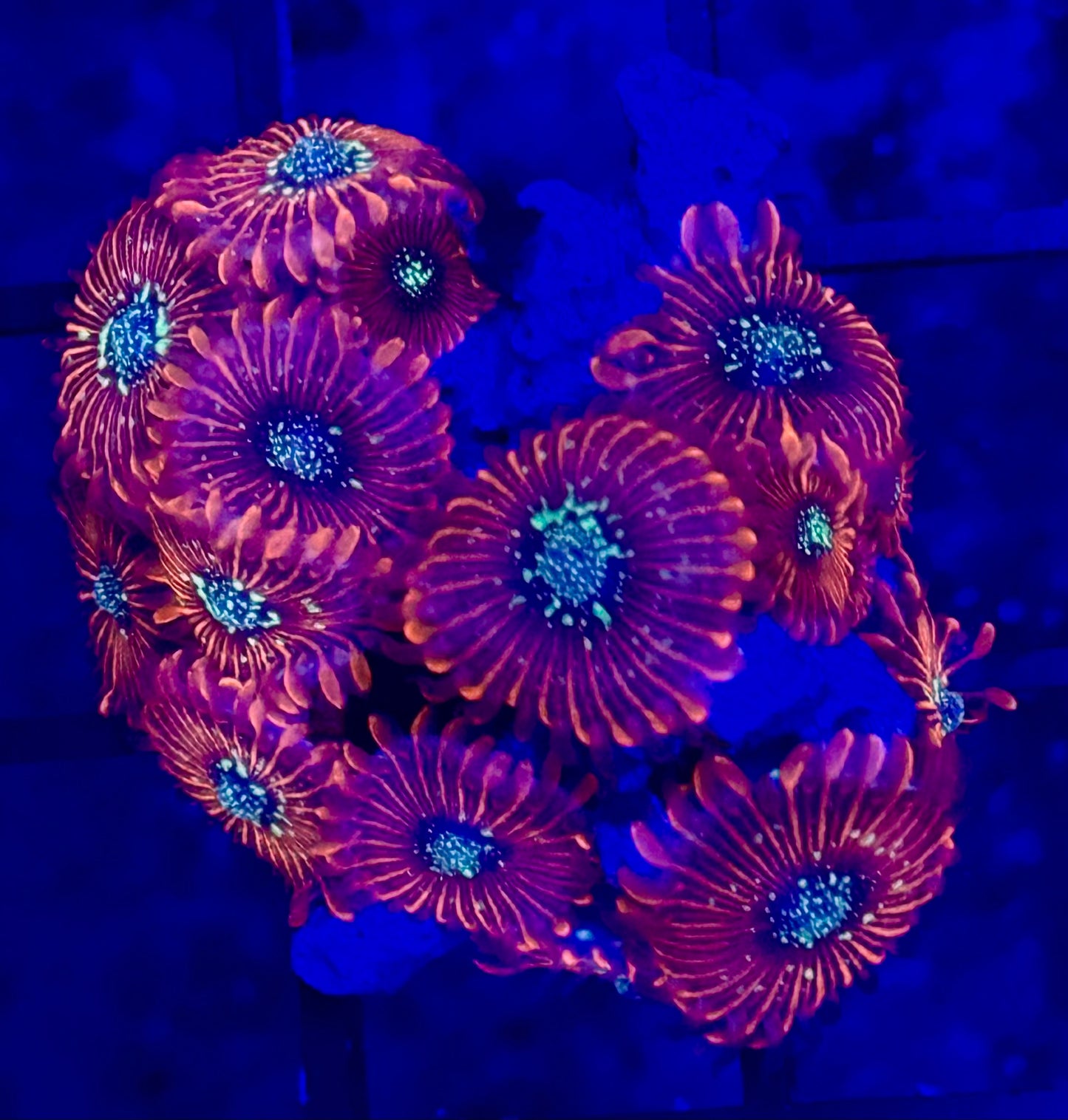 Zoanthus Magician