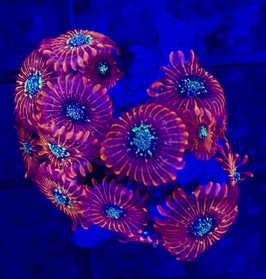 Zoanthus Magician