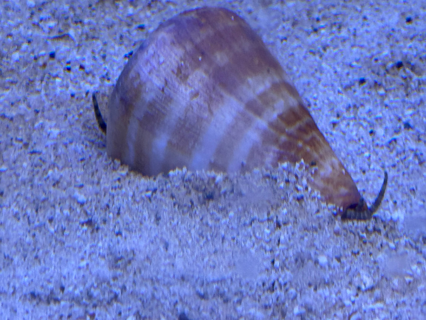 Strombus snail