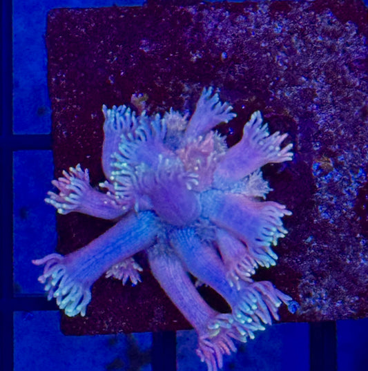 3 color goni