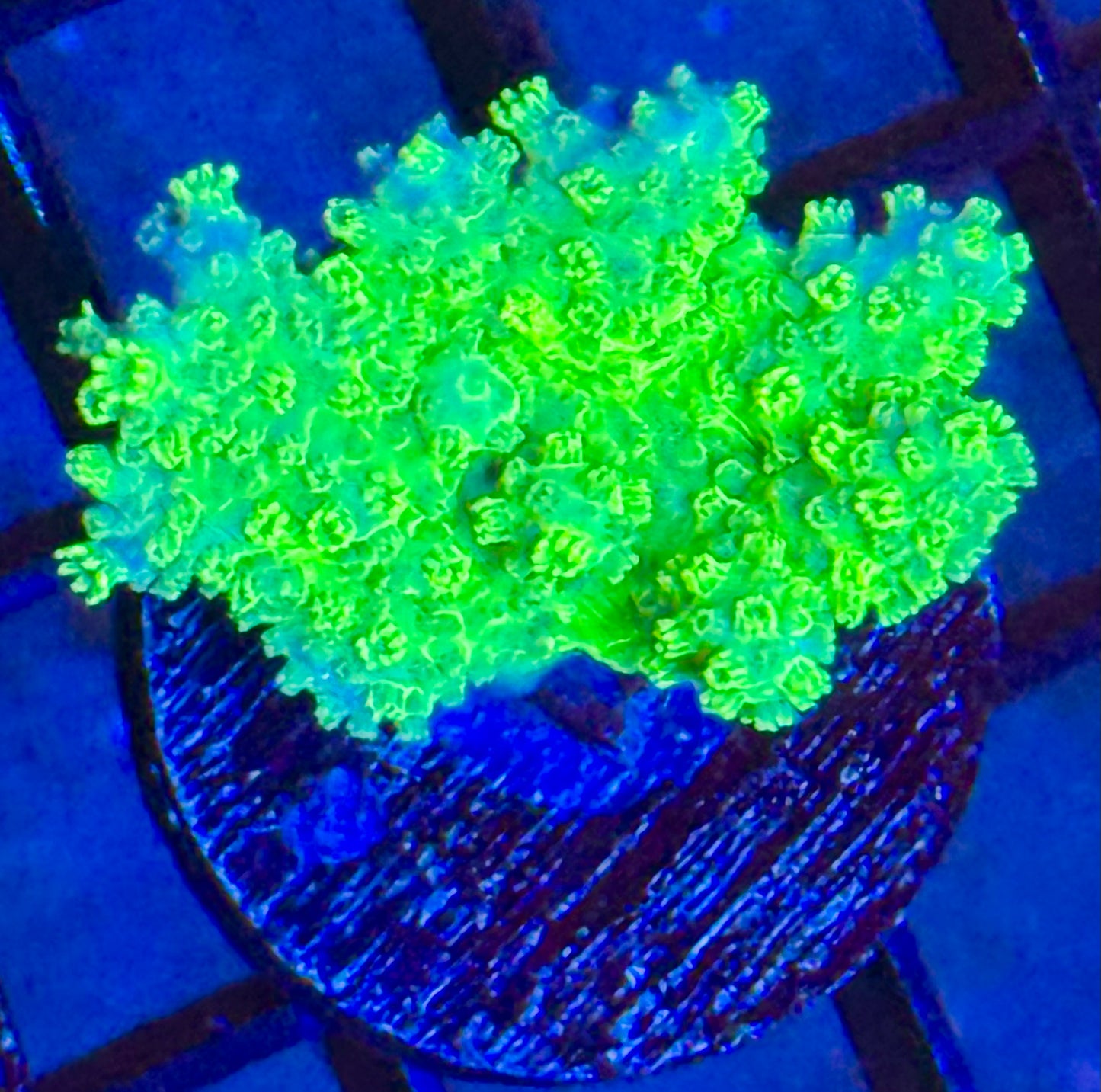 Toxic green finger leather Frag