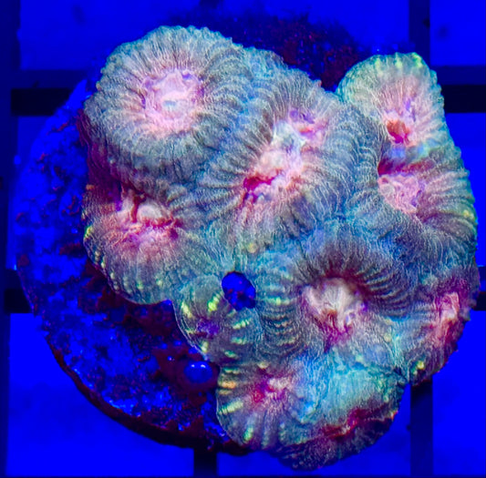Pink eye favia Frag