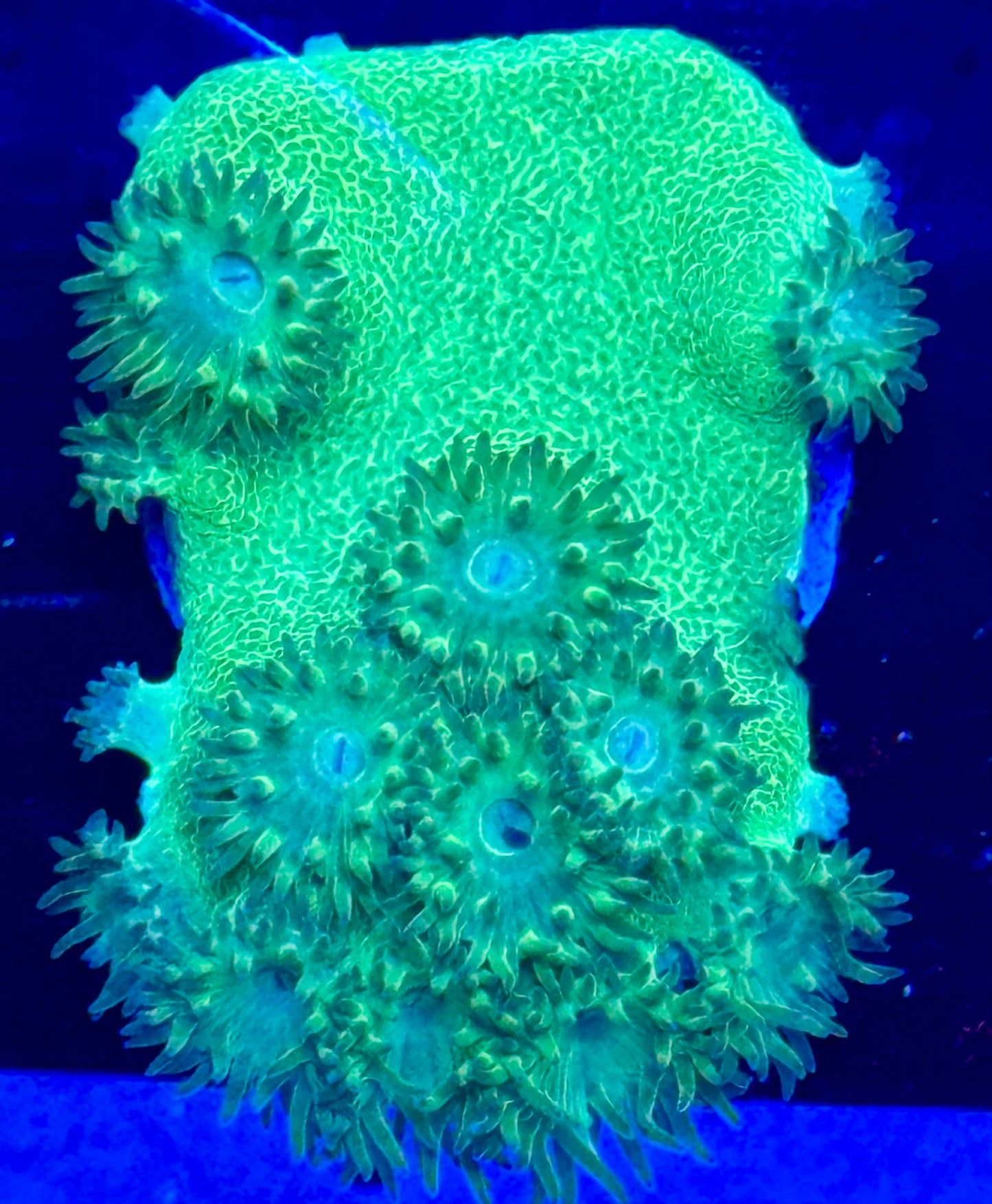 Bright Green Pagoda Cup Coral