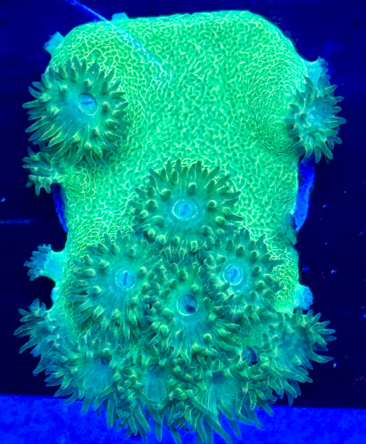 Bright Green Pagoda Cup Coral