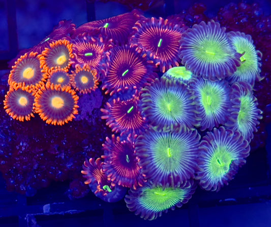 Zoanthid
combo