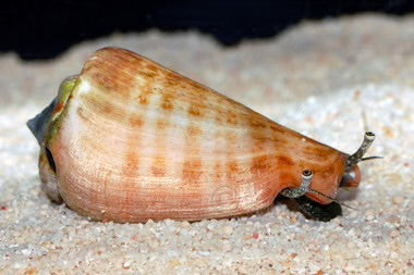 Tiger Sand Conch (Strombus Conch