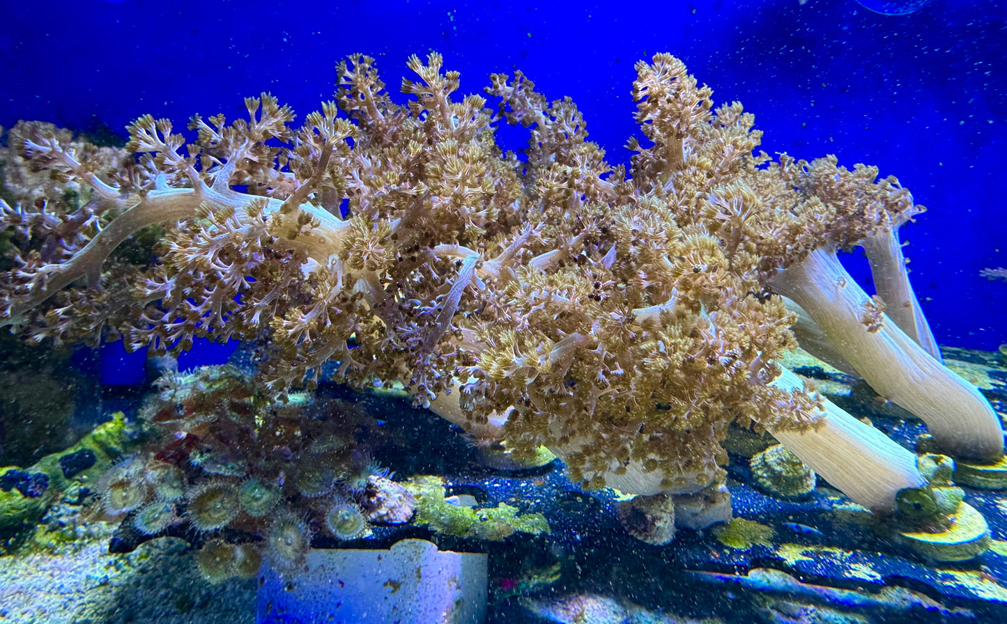 Pineapple Soft coral