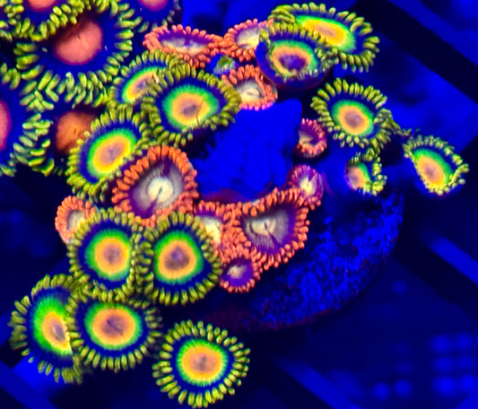 Zoanthid
combo