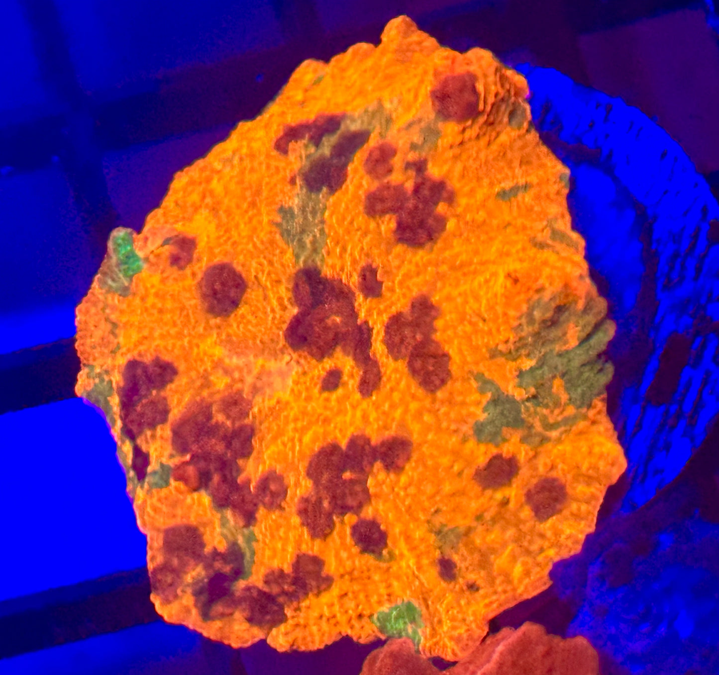 Ultra color Jawbreaker Mushroom Coral