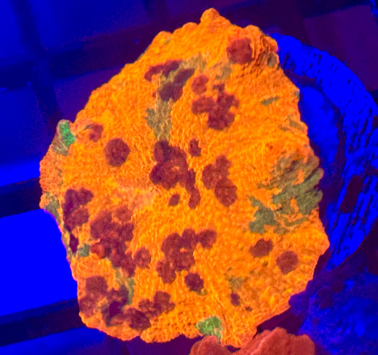 Ultra color Jawbreaker Mushroom Coral