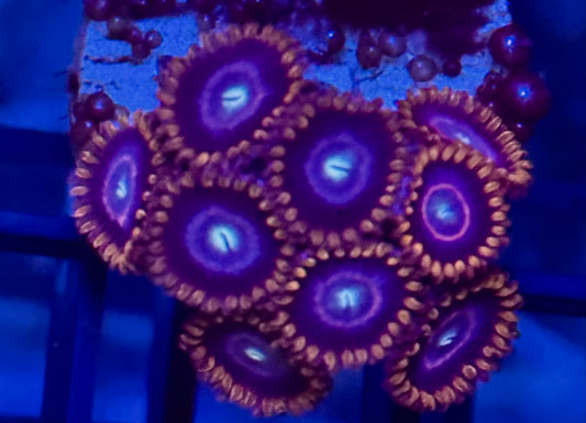Red hornet zoa Frag