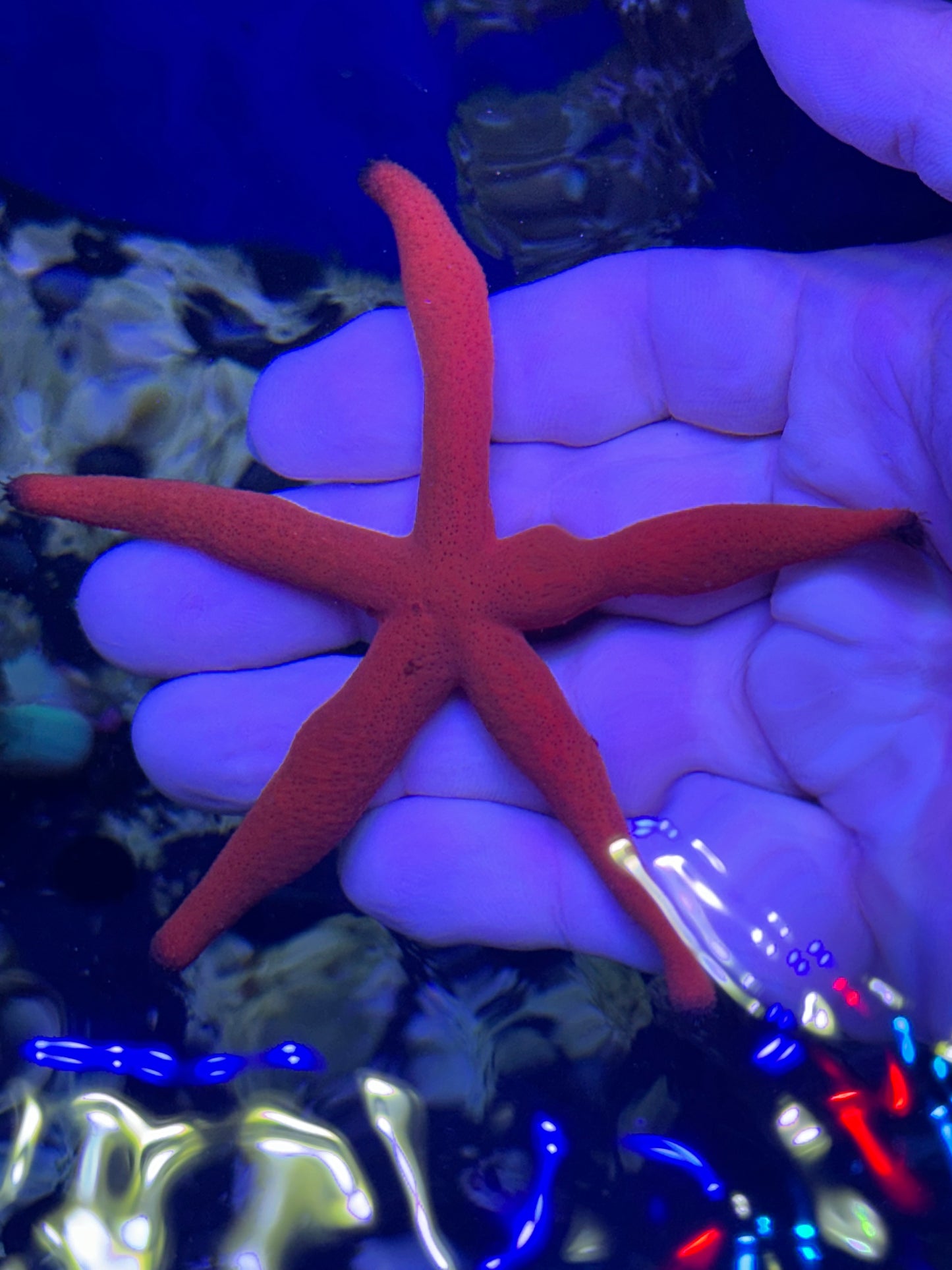 Red starfish