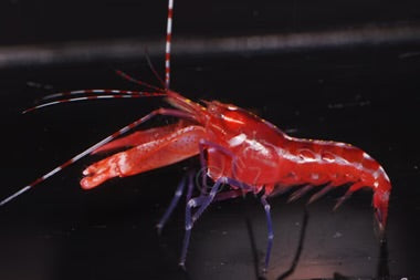 Scarlett pistol shrimp