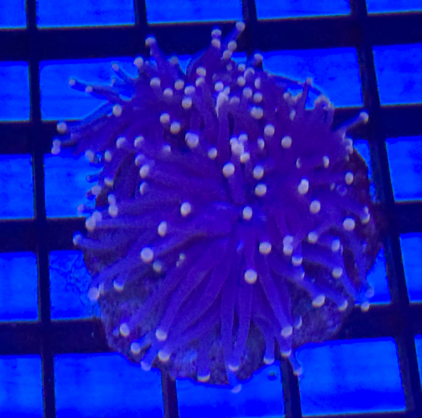 Grape Torch w/pink tip Frag