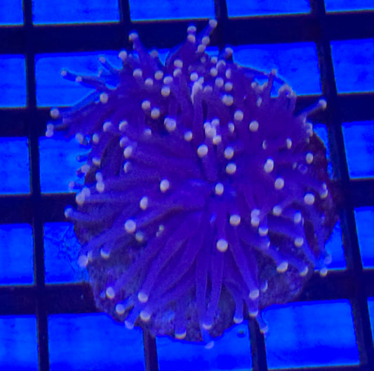 Grape Torch w/pink tip Frag