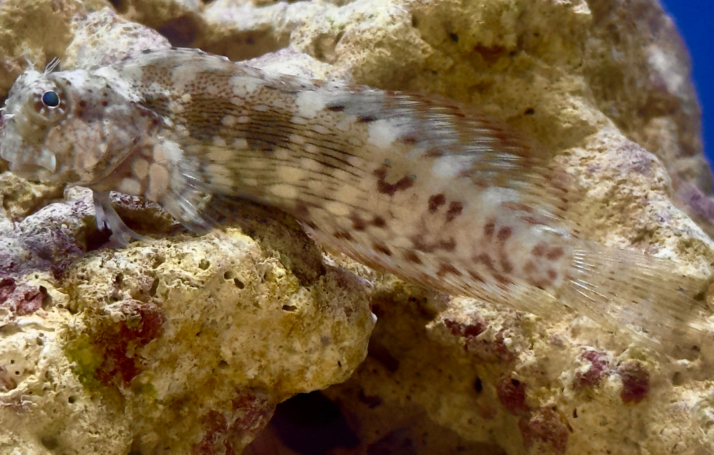 Salarias fasciatus (Lawnmower blenny)
