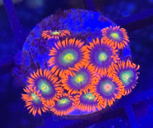 Green eye zoas Frag