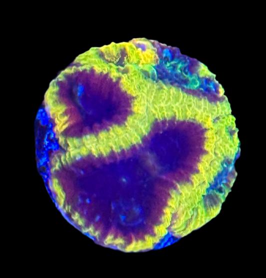 TSA Wolverine favia Frag