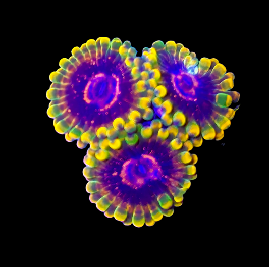 Jedi mind trick zoa P/P