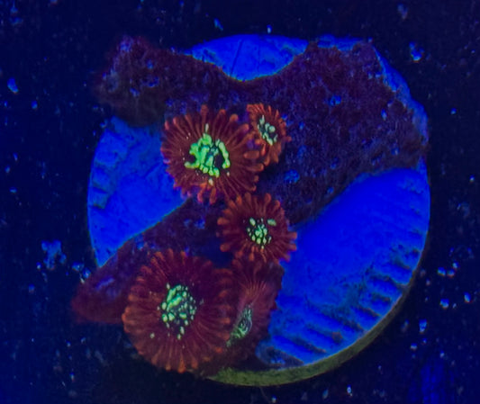 Ultra Magician zoa Frag