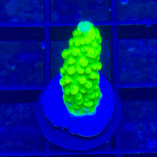 Toxic green Acro Frag