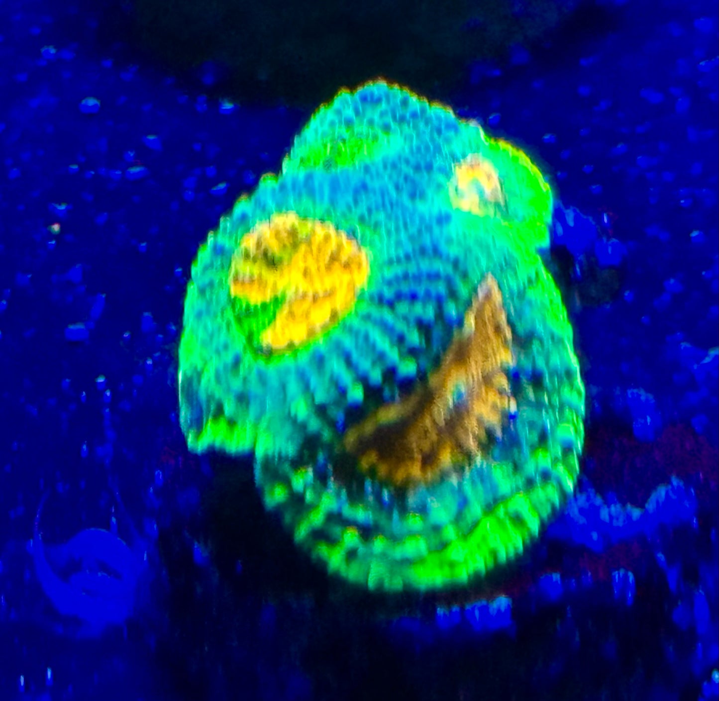 Xtreme acan echinata