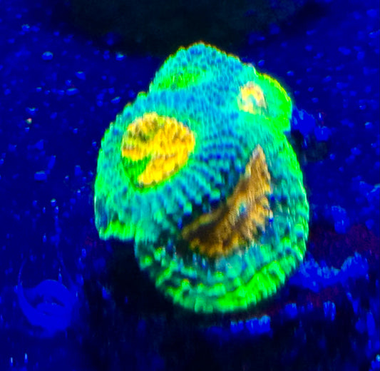 Xtreme acan echinata