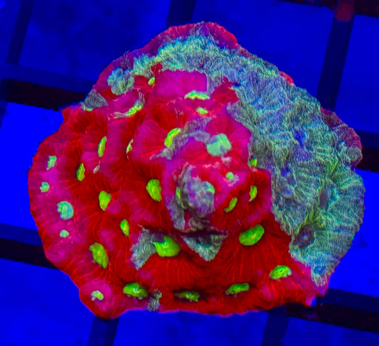 Bi color War favita Frag
