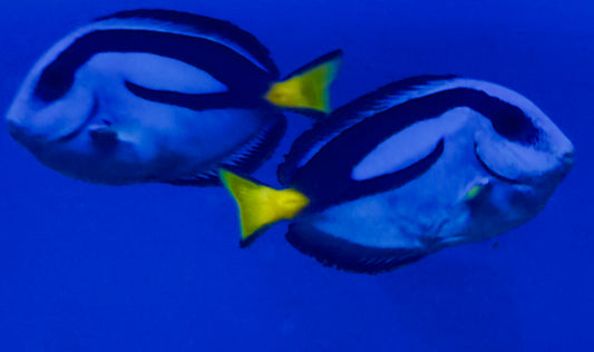 Blue tang