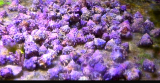 Purple turbo snail