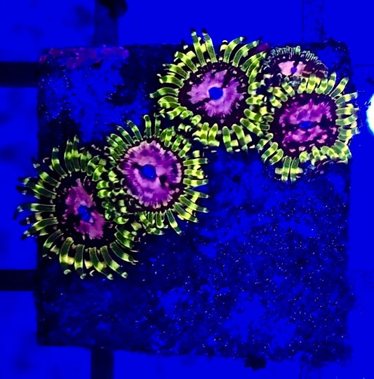Zoanthus Purple Monster Frag