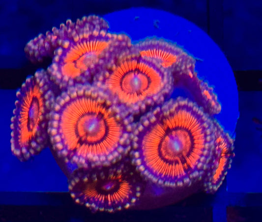 Zoanthus Asst Frag