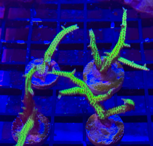 Green Bird's Nest Seriatopora Frag