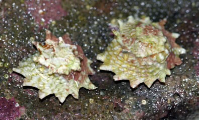 Ninja Star snail