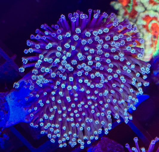 Long polip toadtool Frag