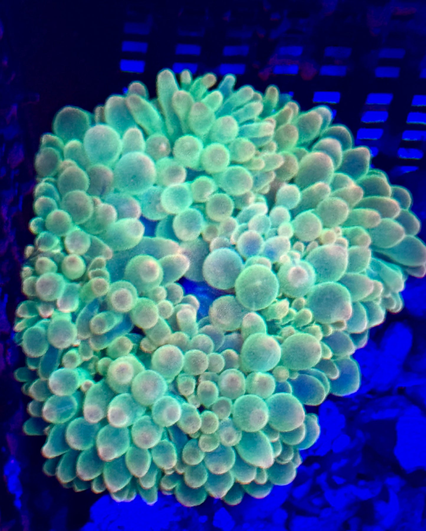 Green bubble tip anemone