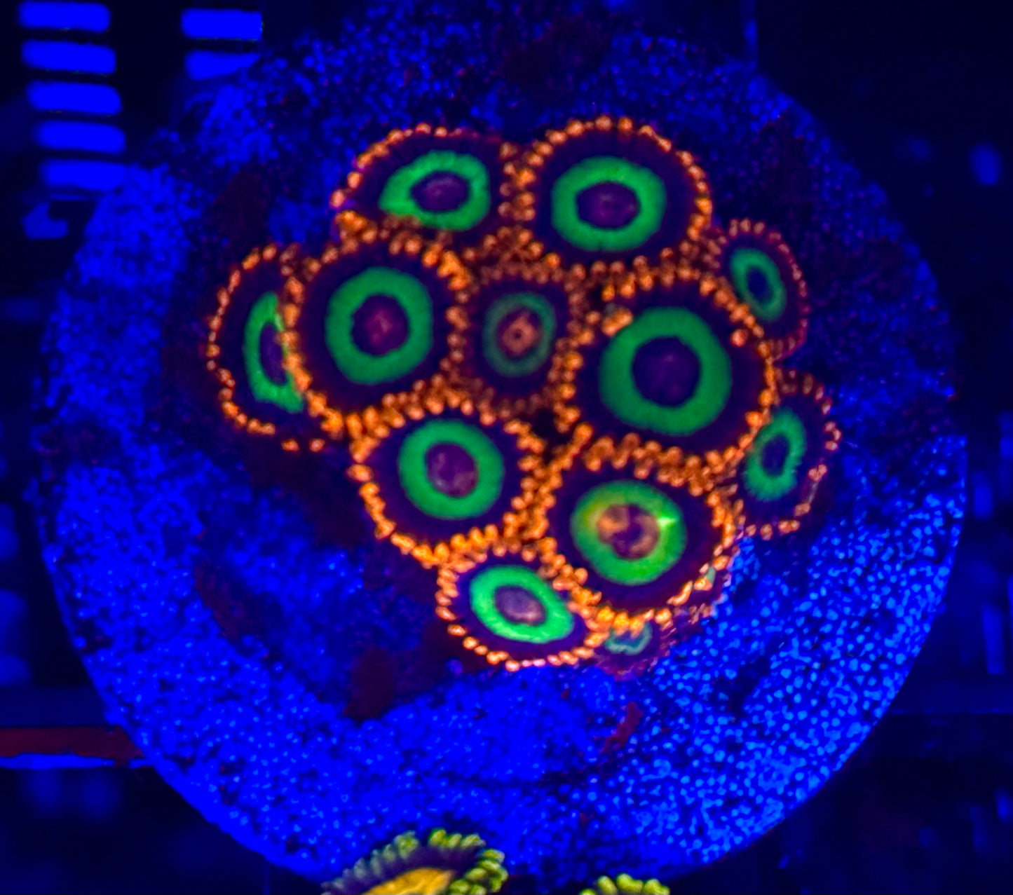 Zoanthids Emeralds on Fire