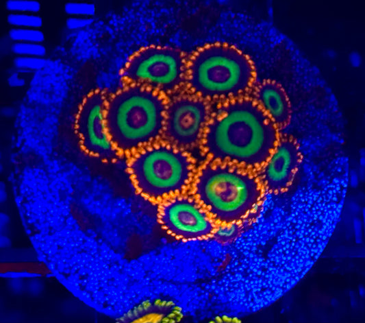 Zoanthids Emeralds on Fire