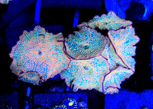 Rainbow mush colony