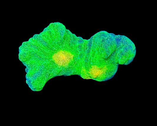 SPACE INVADER PECTINIA