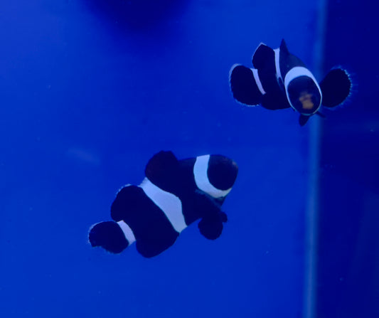 Black Ocellaris Darwin